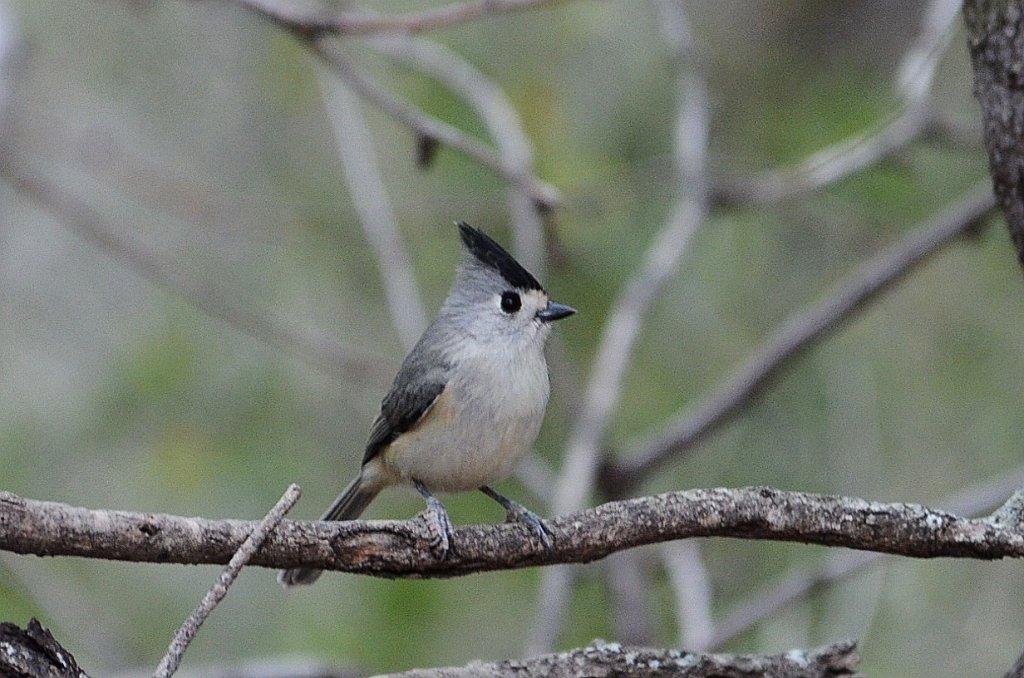 Titmouse, Black-crested, 2013-01012204 Bentsen Rio Grande State Park, TX.JPG - Black-crested Titmouse. Bentsen Rio Grande StatePark, TX, 2013-01-01